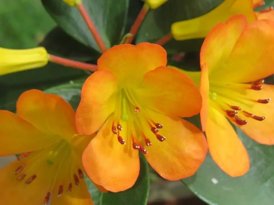 Bush lilies (Clivia spp.)