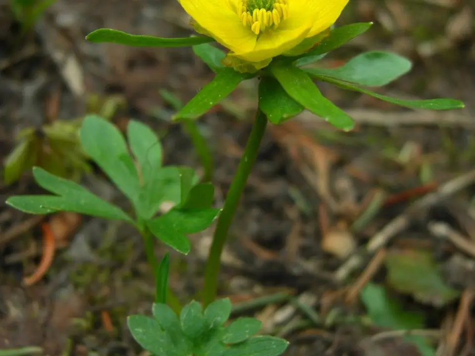 Buttercups (Ranunculus spp.)