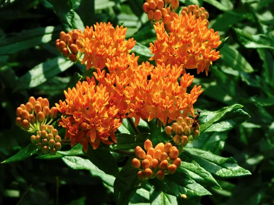 Butterfly milkweed (Asclepias tuberosa)