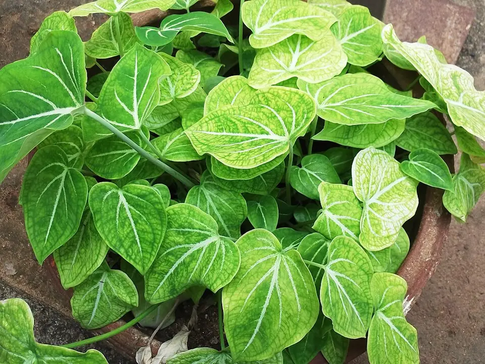 Caladium (Caladium spp.)
