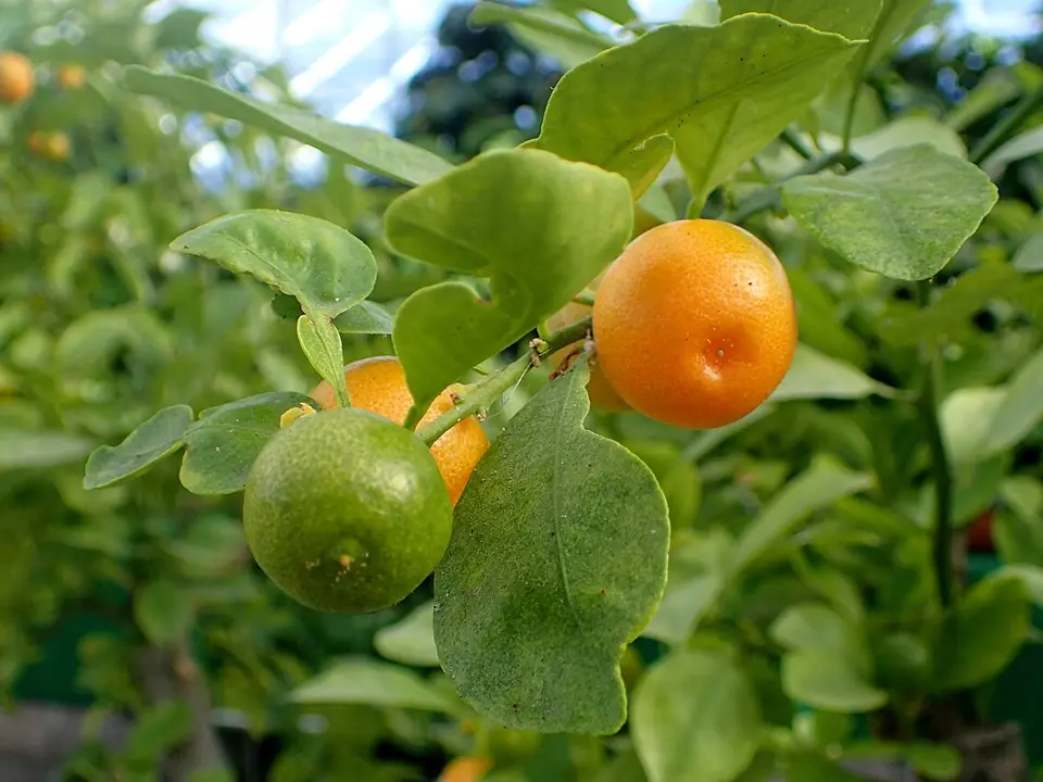 Calamondin (Calamansi)