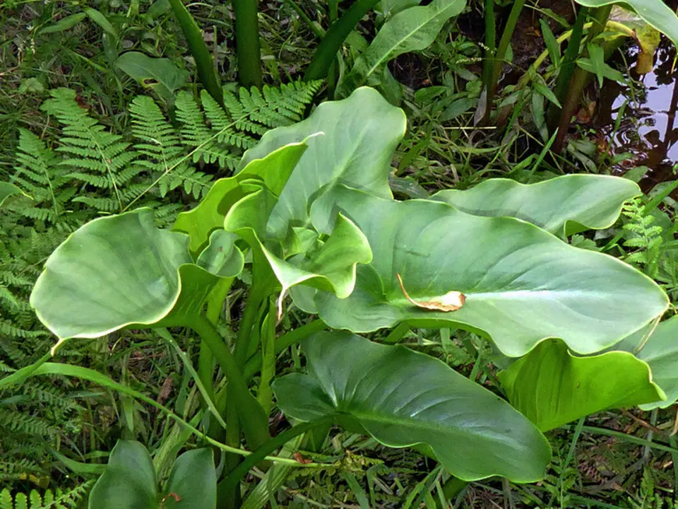 Calla lily (Zantedeschia aethiopica)