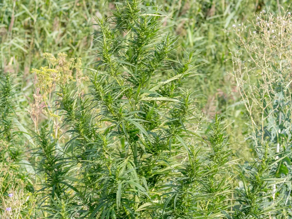 Cannabis (Cannabis sativa)