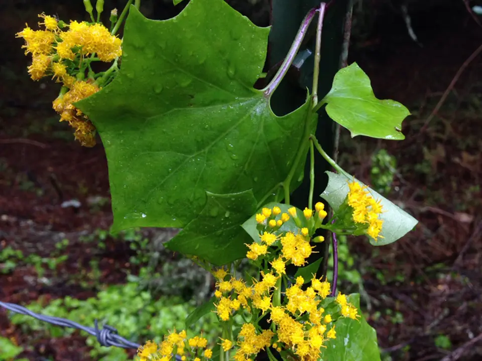 Cape-ivy (Senecio mikanioides)