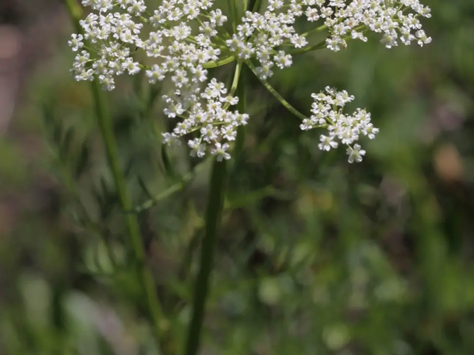 Caraway (Carum carvi)