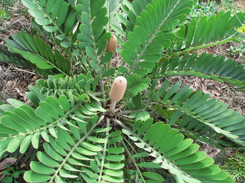 Cardboard cycad (Zamia furfuracea)