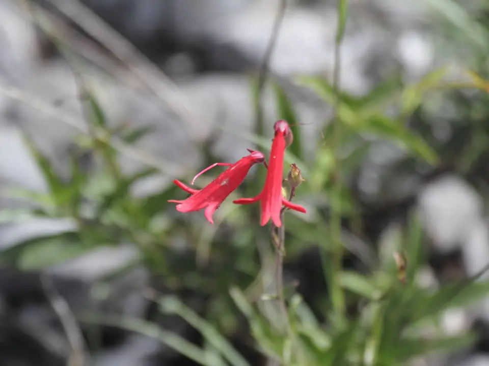 Cardinal flower (Lobelia cardinalis)