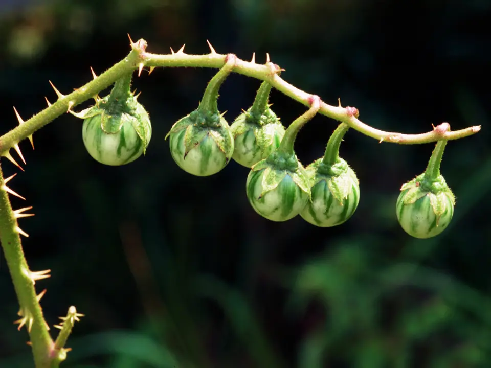 Carolina horsenettle (Solanum carolinense)