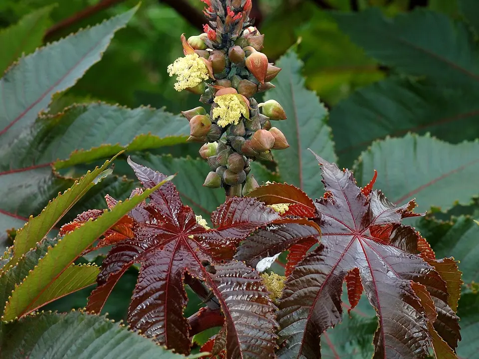 Castor bean (Ricinus communis)