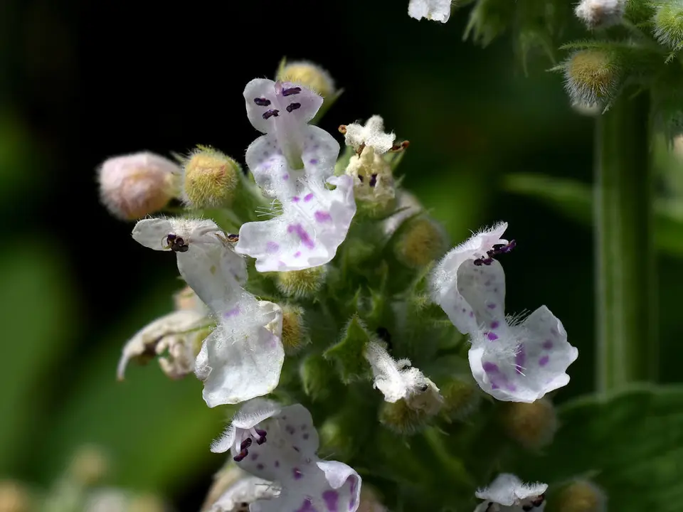 Catnip (Nepeta cataria)