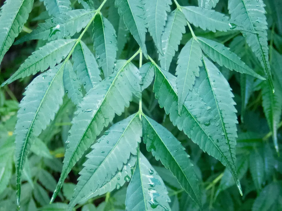 Chinaberry (Melia azedarach)