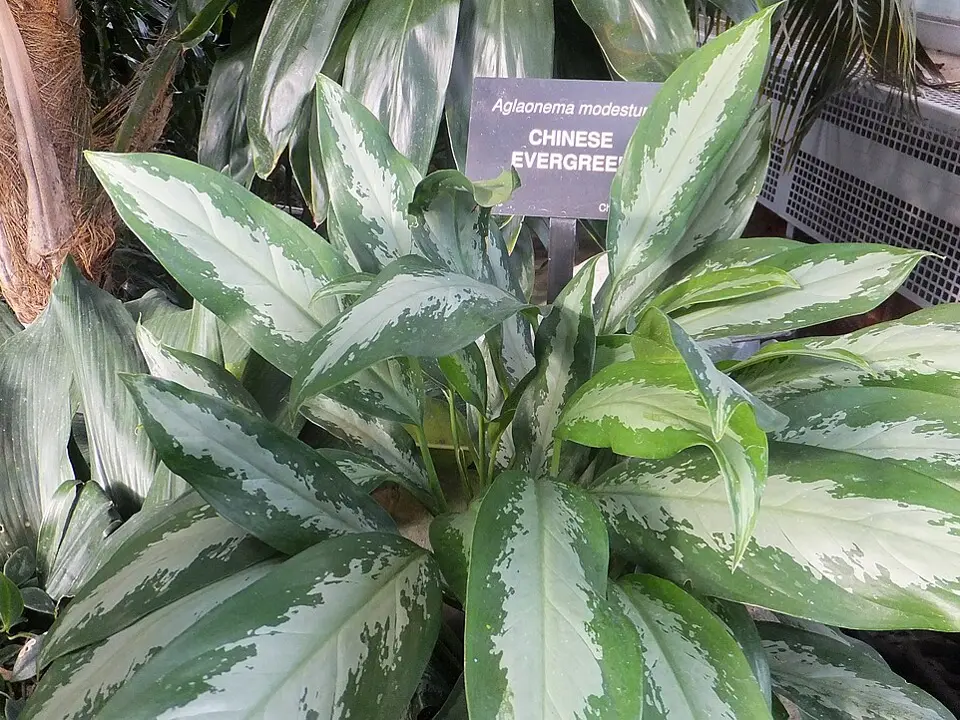Chinese evergreen (Aglaonema modestum)
