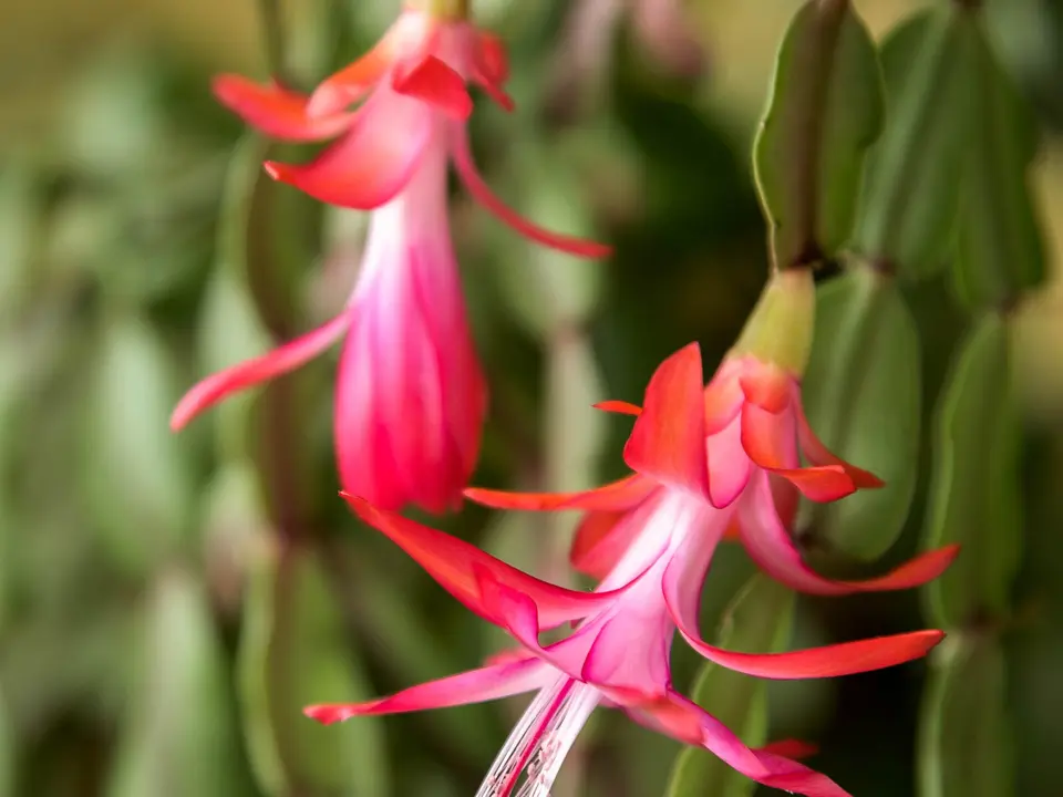 Christmas cactus (Schlumbergera × buckleyi)