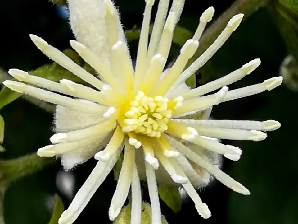 Clematis and leatherflowers (Clematis spp.)