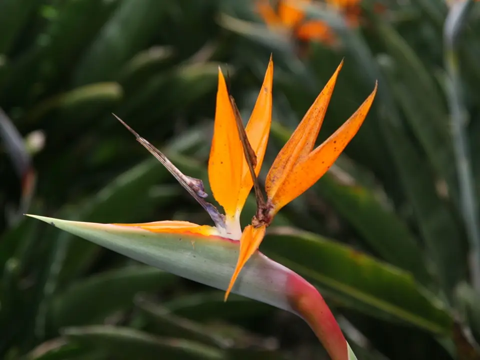 Common bird-of-paradise flower (Strelitzia reginae)