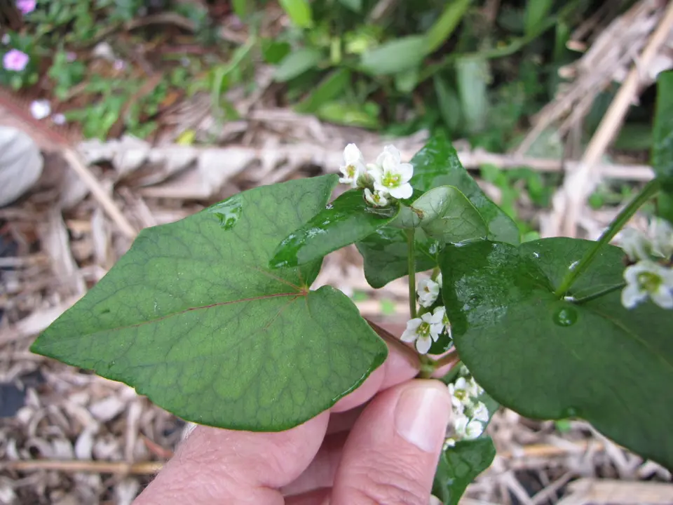 Common buckwheat (Fagopyrum spp.)
