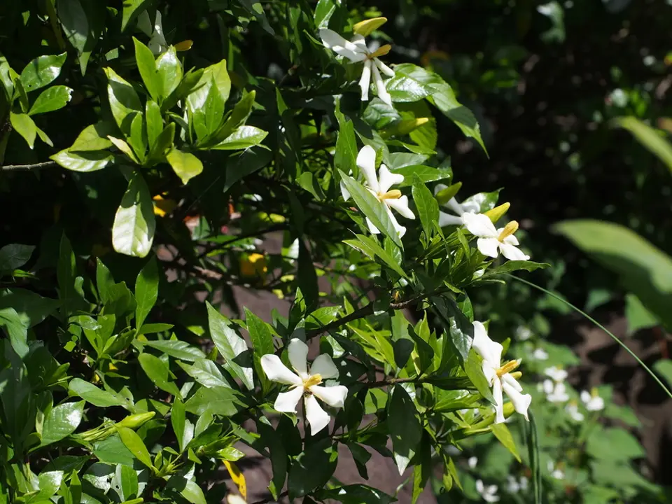 Common gardenia (Gardenia jasminoides)