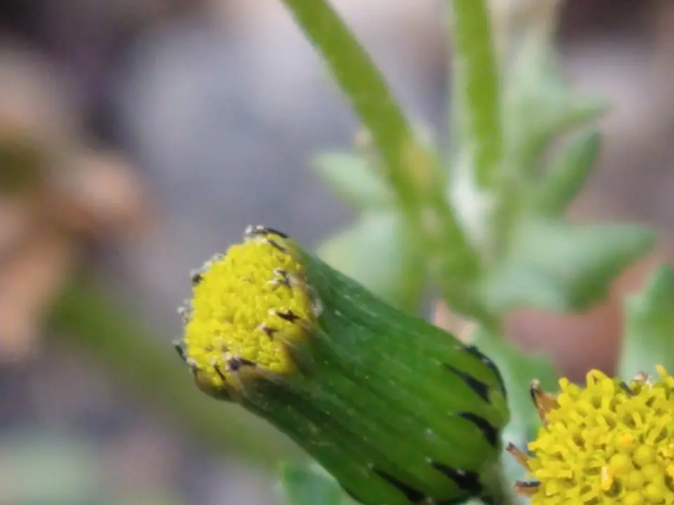 Common groundsel (Senecio vulgaris)