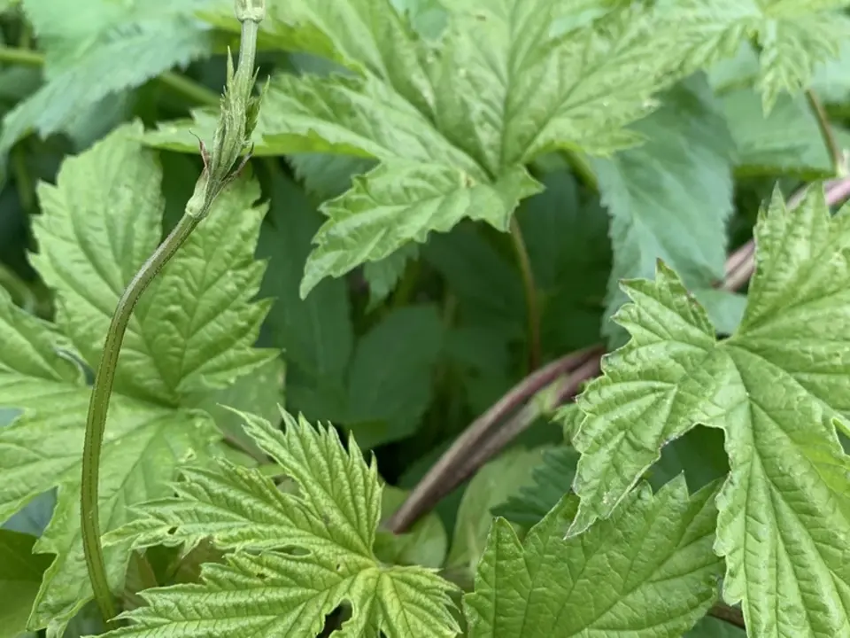Common hops (Humulus lupulus)