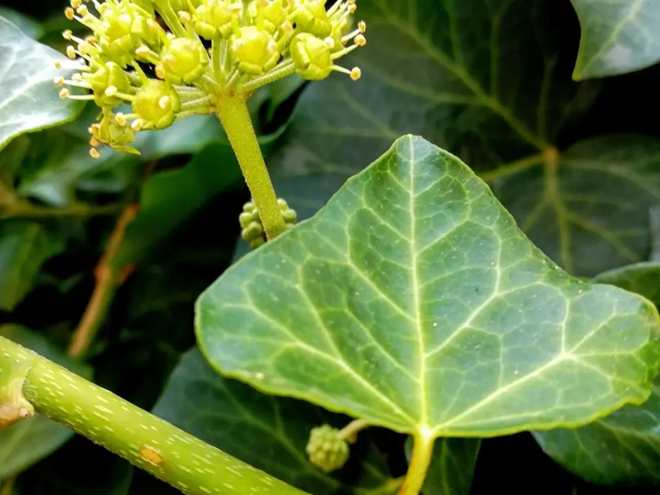 Common ivy (Hedera helix)