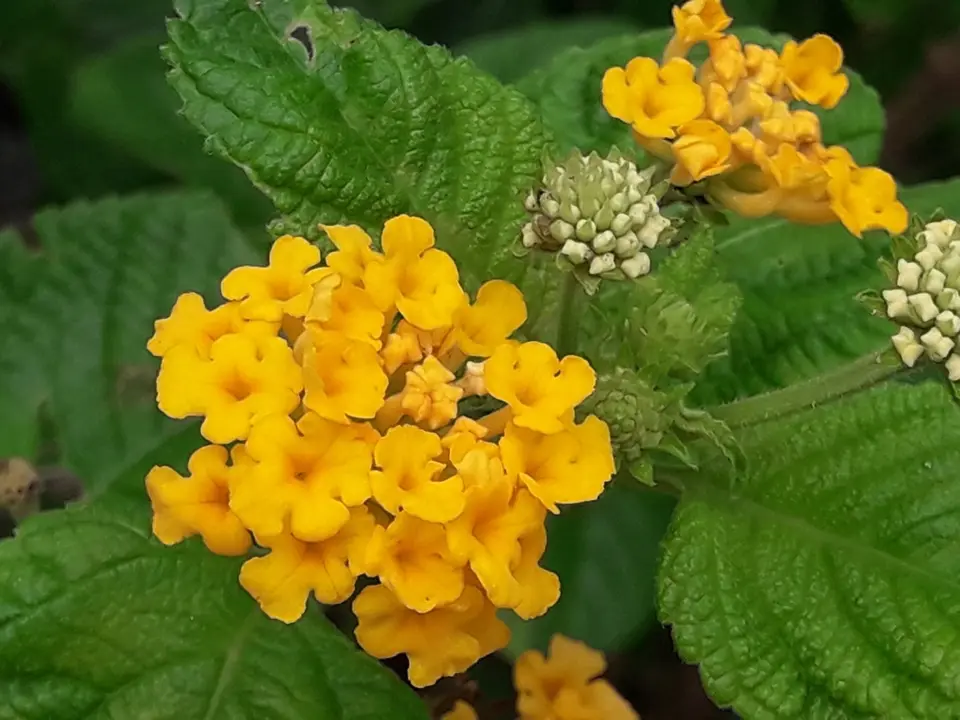 Common lantana (Lantana camara)