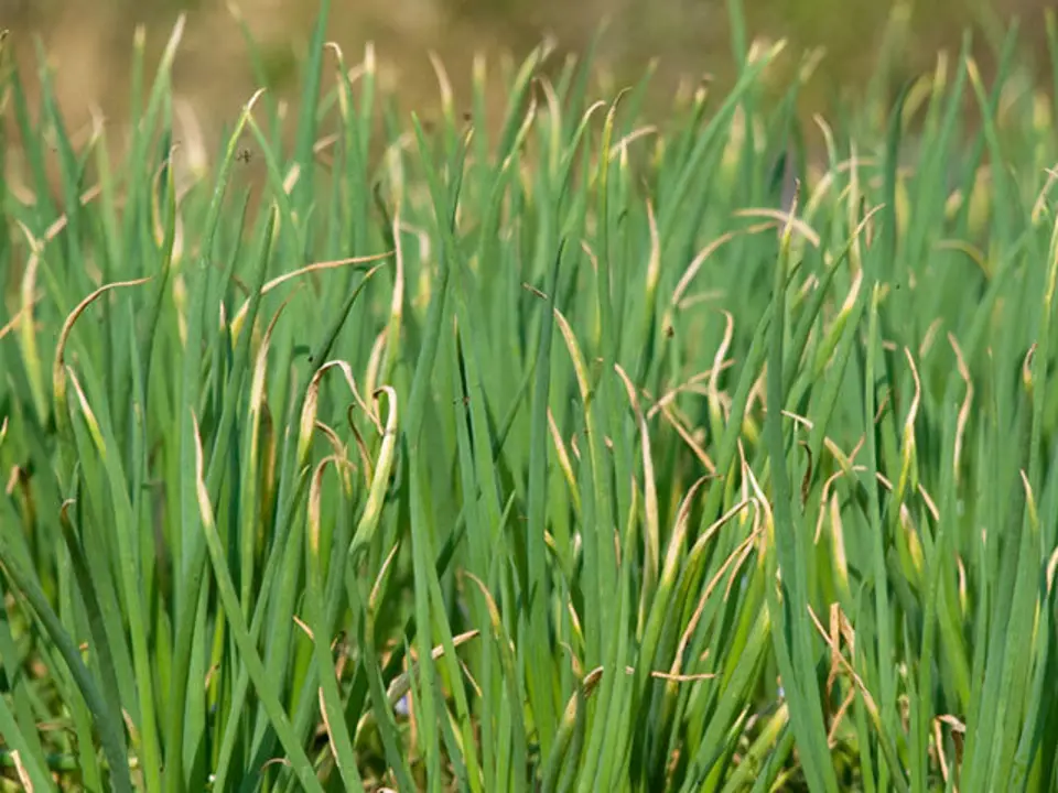 Common onion (Allium cepa)