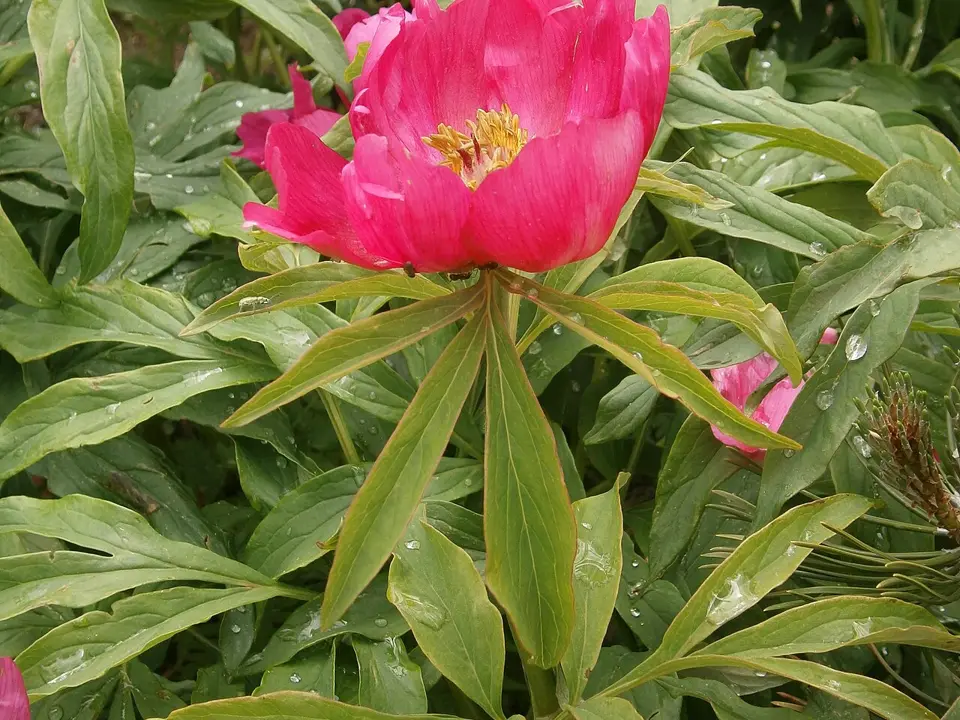 Common peony (Paeonia officinalis)