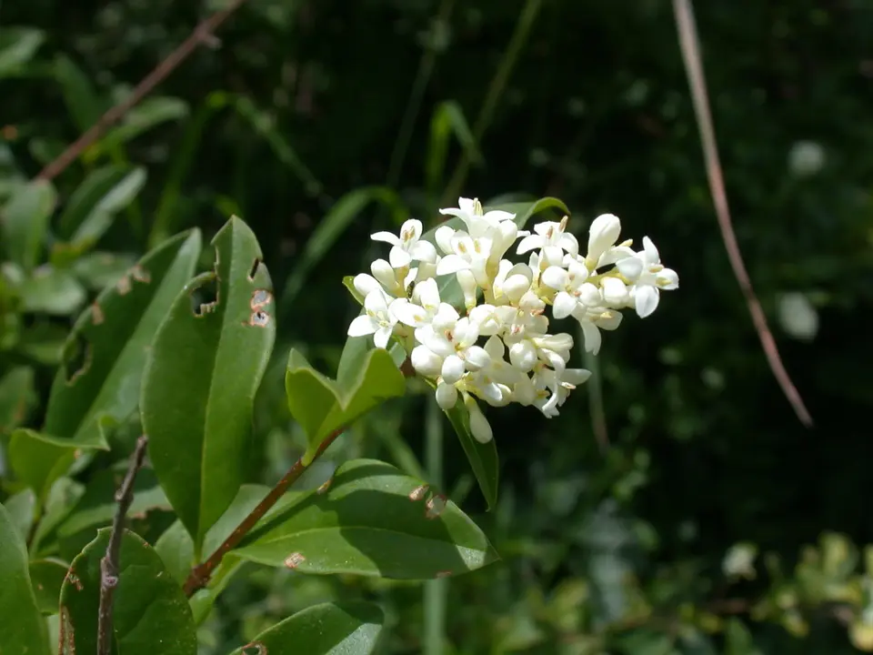 Common privet (Ligustrum vulgare)