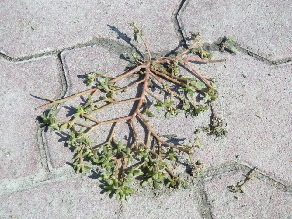 Common purslane (Portulaca oleracea)