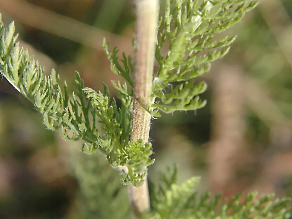 Common yarrow (Achillea millefolium)