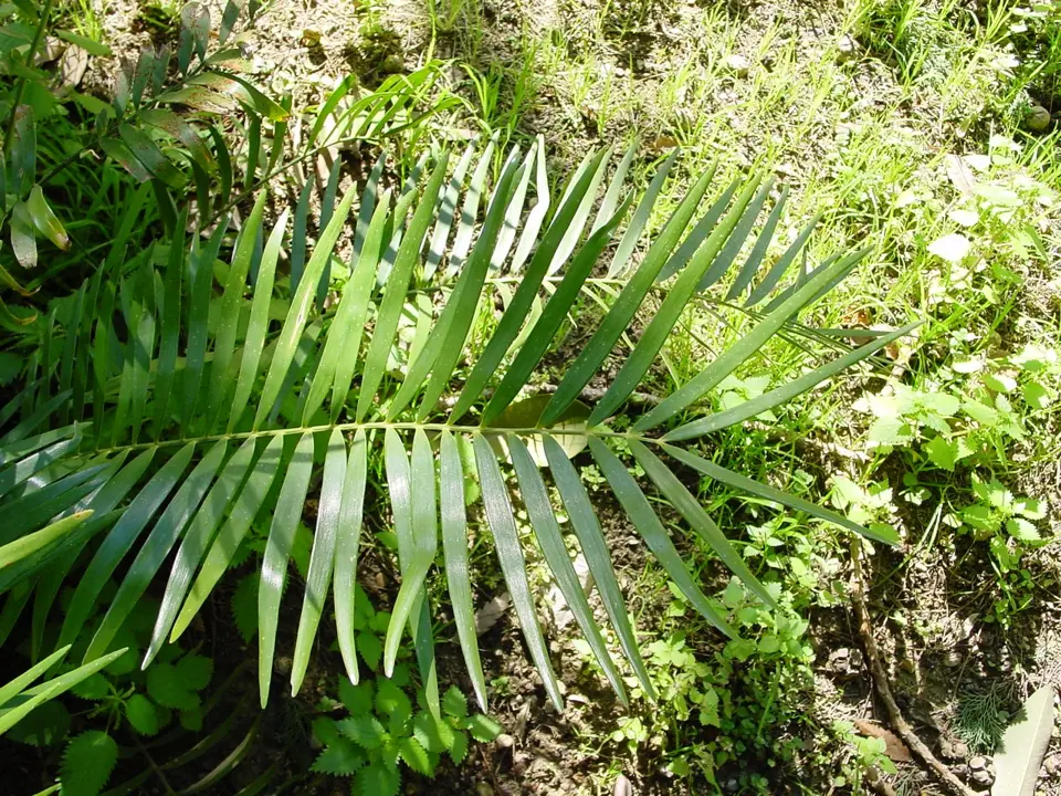 Coontie (Zamia integrifolia)