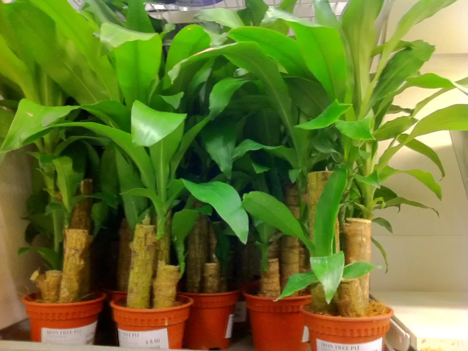 Cornstalk dracaena (Dracaena deremensis)