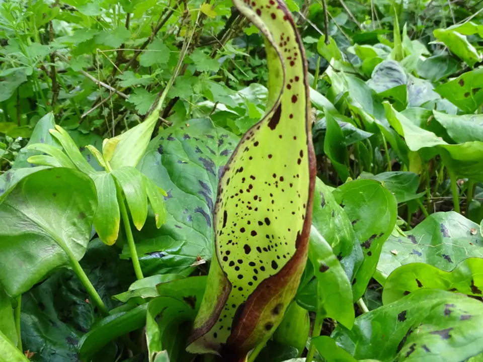 Cuckoo-pint (Arum maculatum)