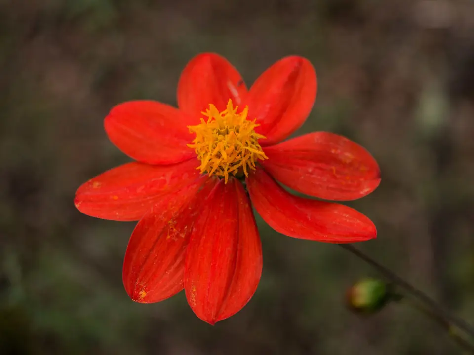Dahlias (Dahlia spp.)