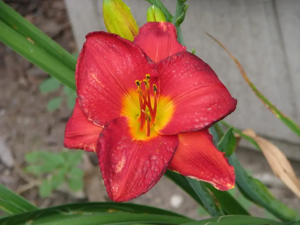 Daylilies (Hemerocallis spp.)