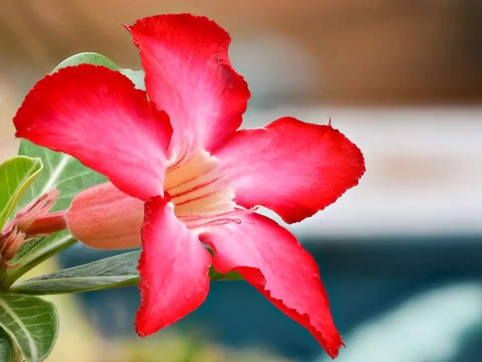 Desert rose (Adenium obesum)