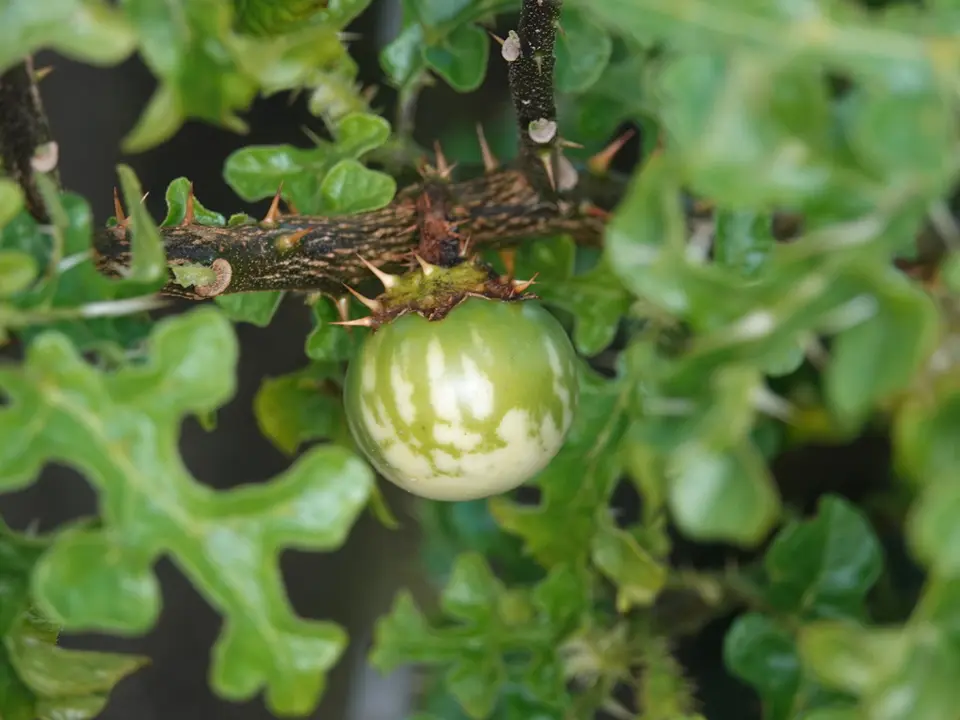 Devil's-apple (Solanum linnaeanum)