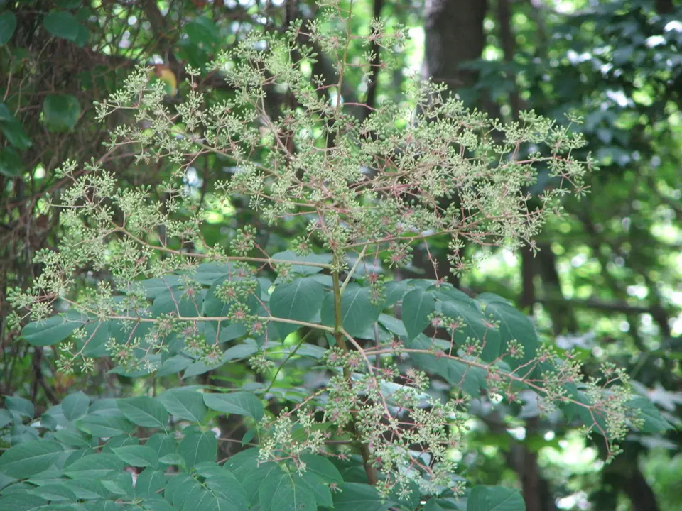 Devil's walkingstick (Aralia spinosa)