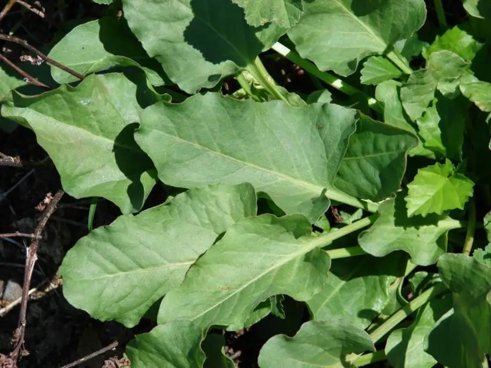 Docks (Rumex spp.)