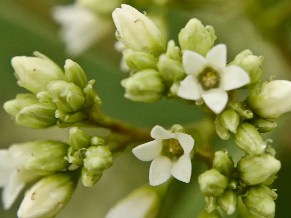Dogbanes (Apocynum spp.)