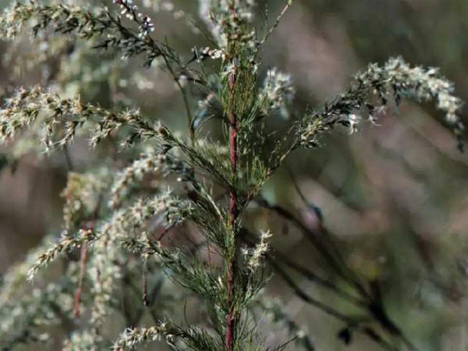 Dogfennel (Eupatorium capillifolium)