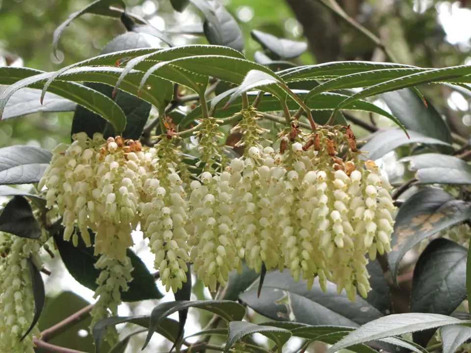 Doghobble (Leucothoe spp.)