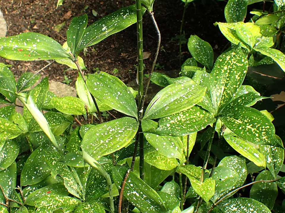 Dracaena godseffiana (Dracaena godseffiana)
