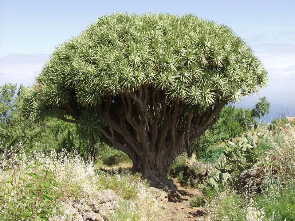 Dragon-tree (Dracaena draco)