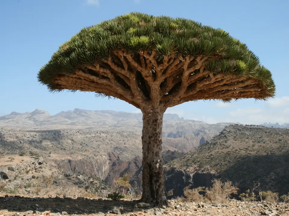 Dragon trees (Dracaena spp.)