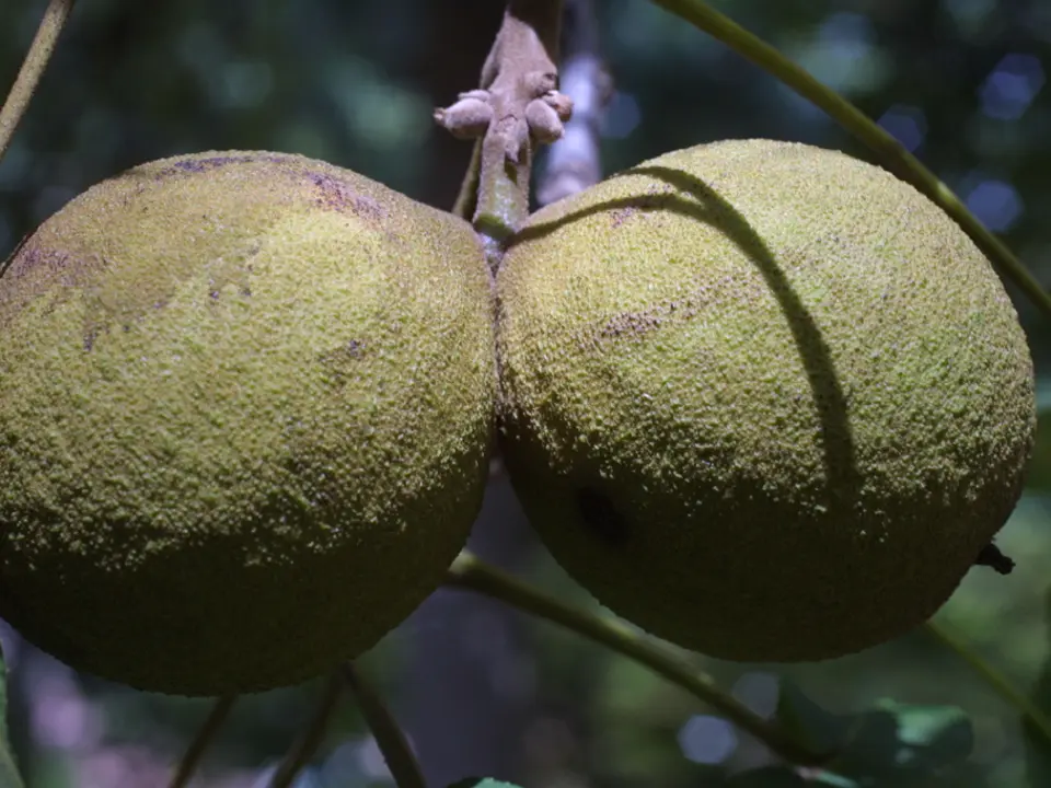 Eastern black walnut (Juglans nigra)