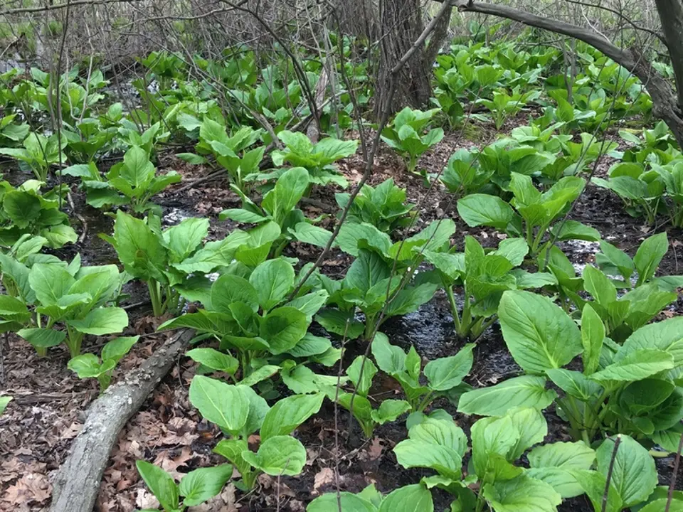 Eastern skunk cabbage (Symplocarpus foetidus)