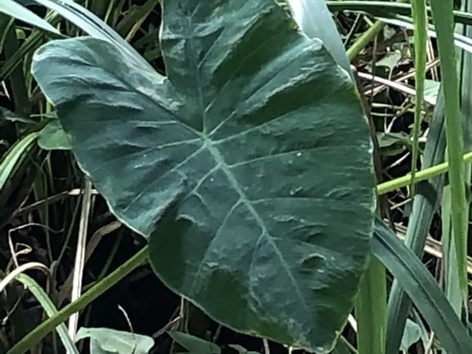 Elephant ears (Colocasia spp.)
