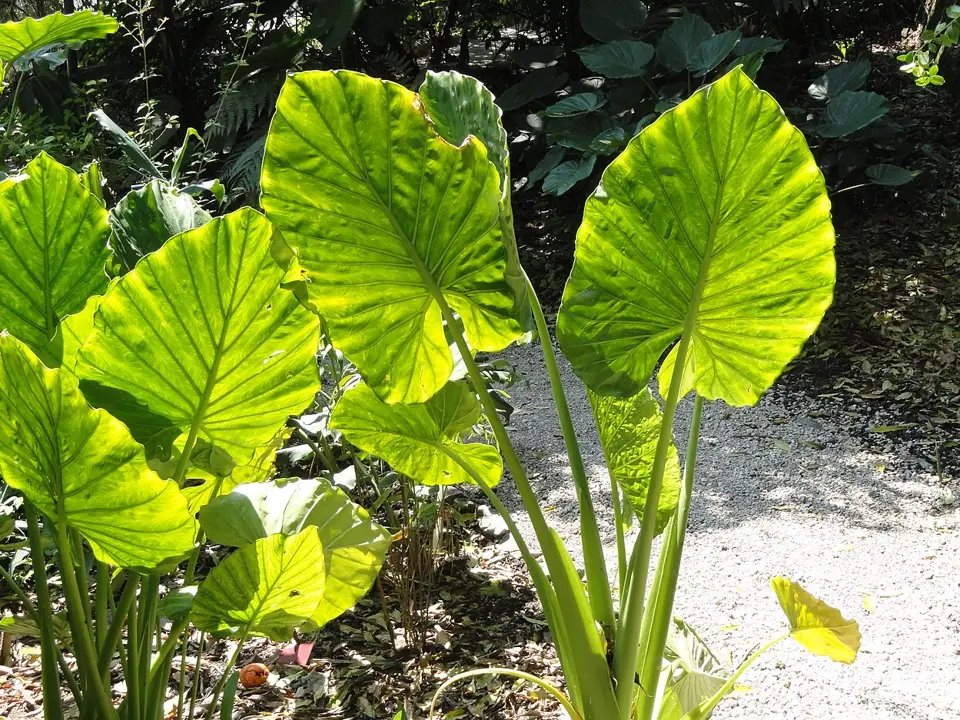 Elephant's-ears (Alocasia spp.)