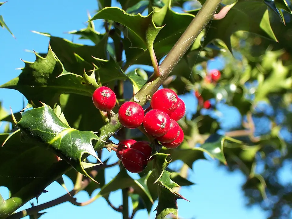 European holly (Ilex aquifolium)